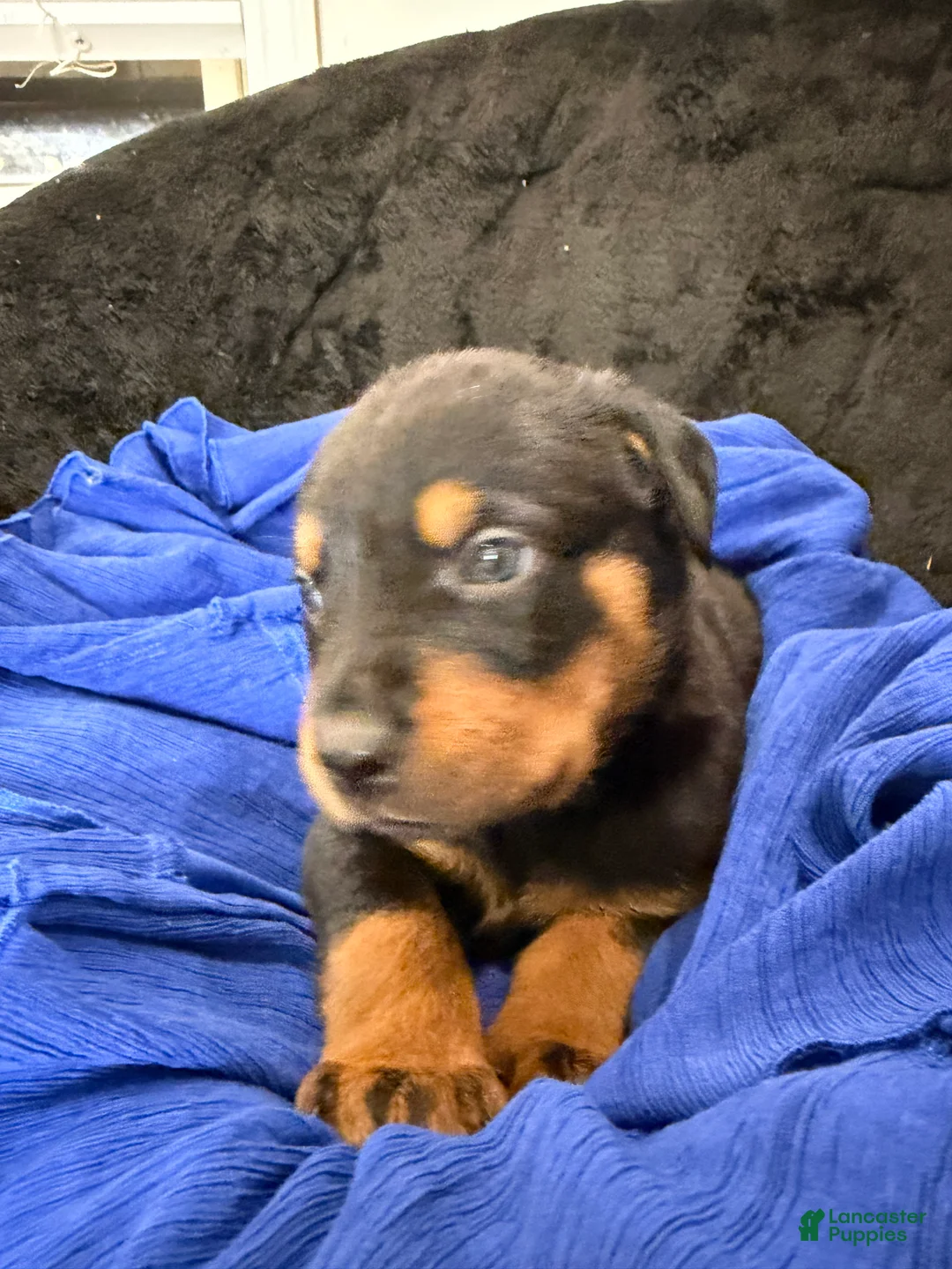 Rottweiler dogs for sale: Rottweiler Puppy 5 - Ad 4