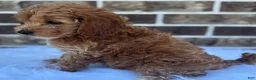 Mini Goldendoodle dogs for sale: Katie - Ad 3