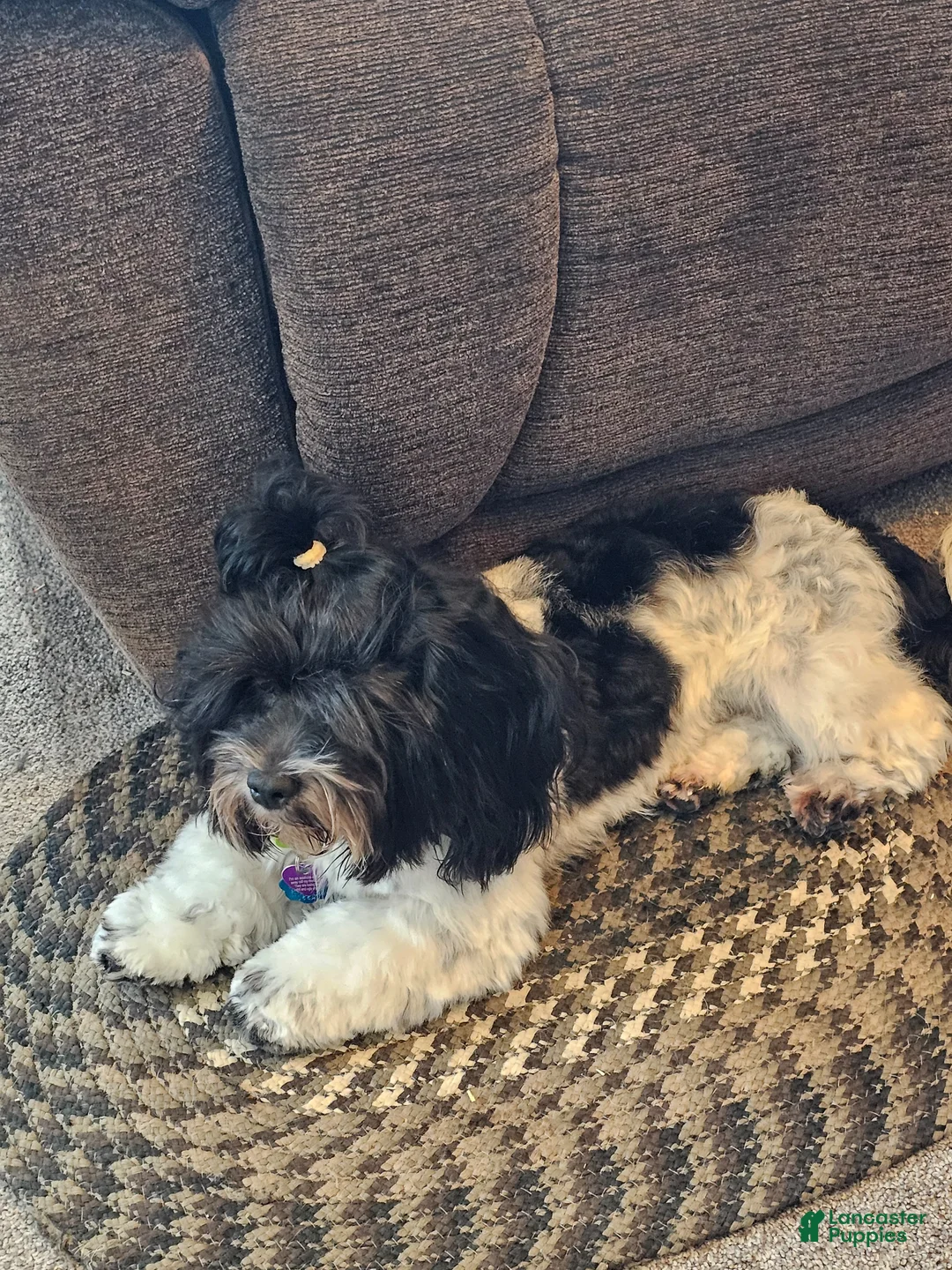 Teddy Bear dogs for sale: Teddy Bear Puppy 5 Daisy Mae - Ad 6