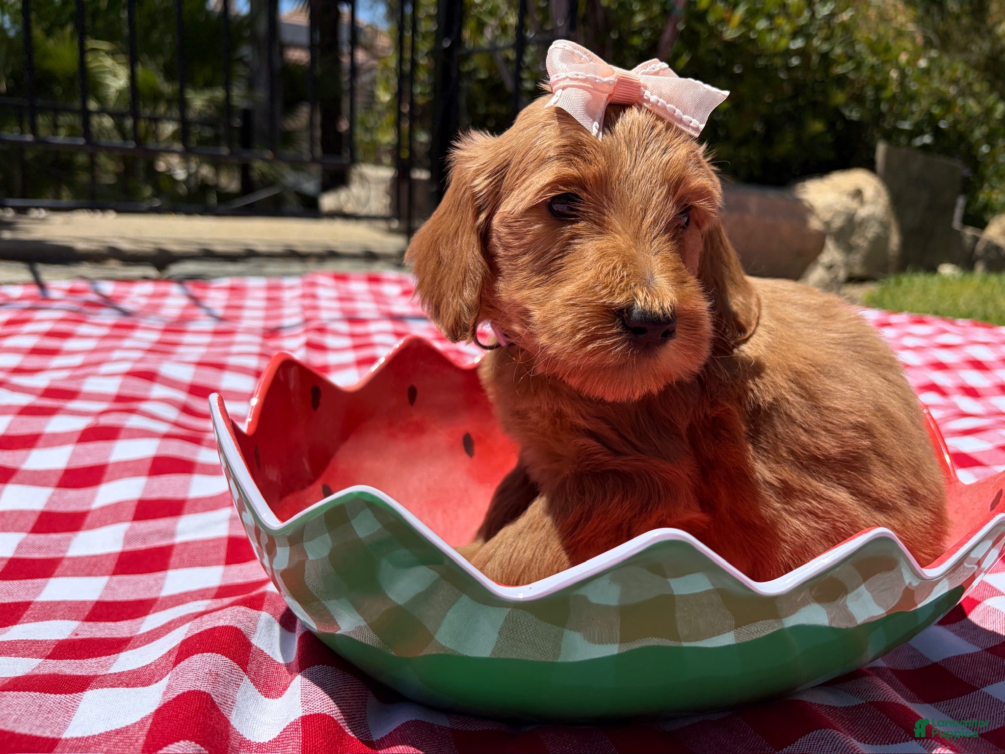 Goldendoodle dogs Shine - Ad 17