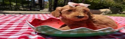 Goldendoodle dogs for sale: Shine - Ad 1