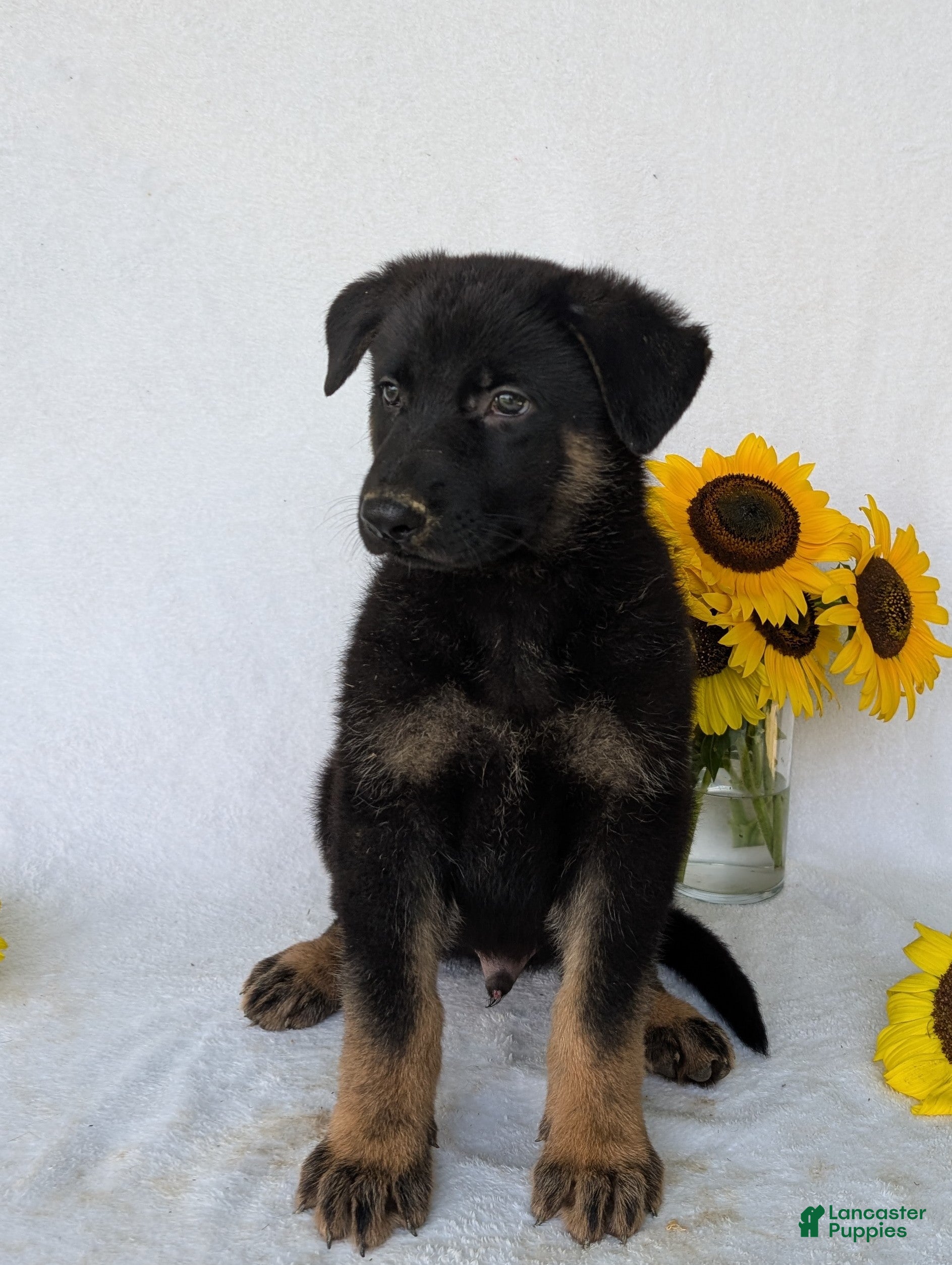 German Shepherd dogs Ben  - Ad 2