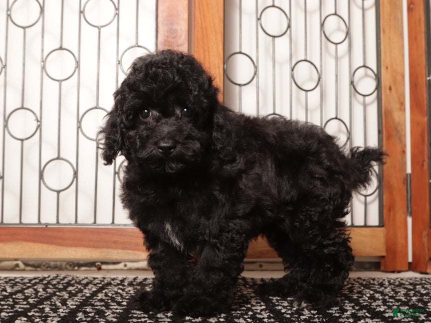 Yorkiepoo dogs Spot - Ad 1