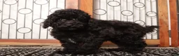 Yorkiepoo dogs for sale: Spot - Ad 1