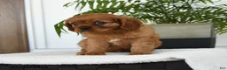 Cavalier King Charles Spaniel dogs for sale: Indie - Ad 5