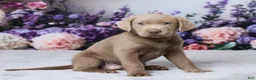 Labrador Retriever dogs for sale: Blake - Ad 4