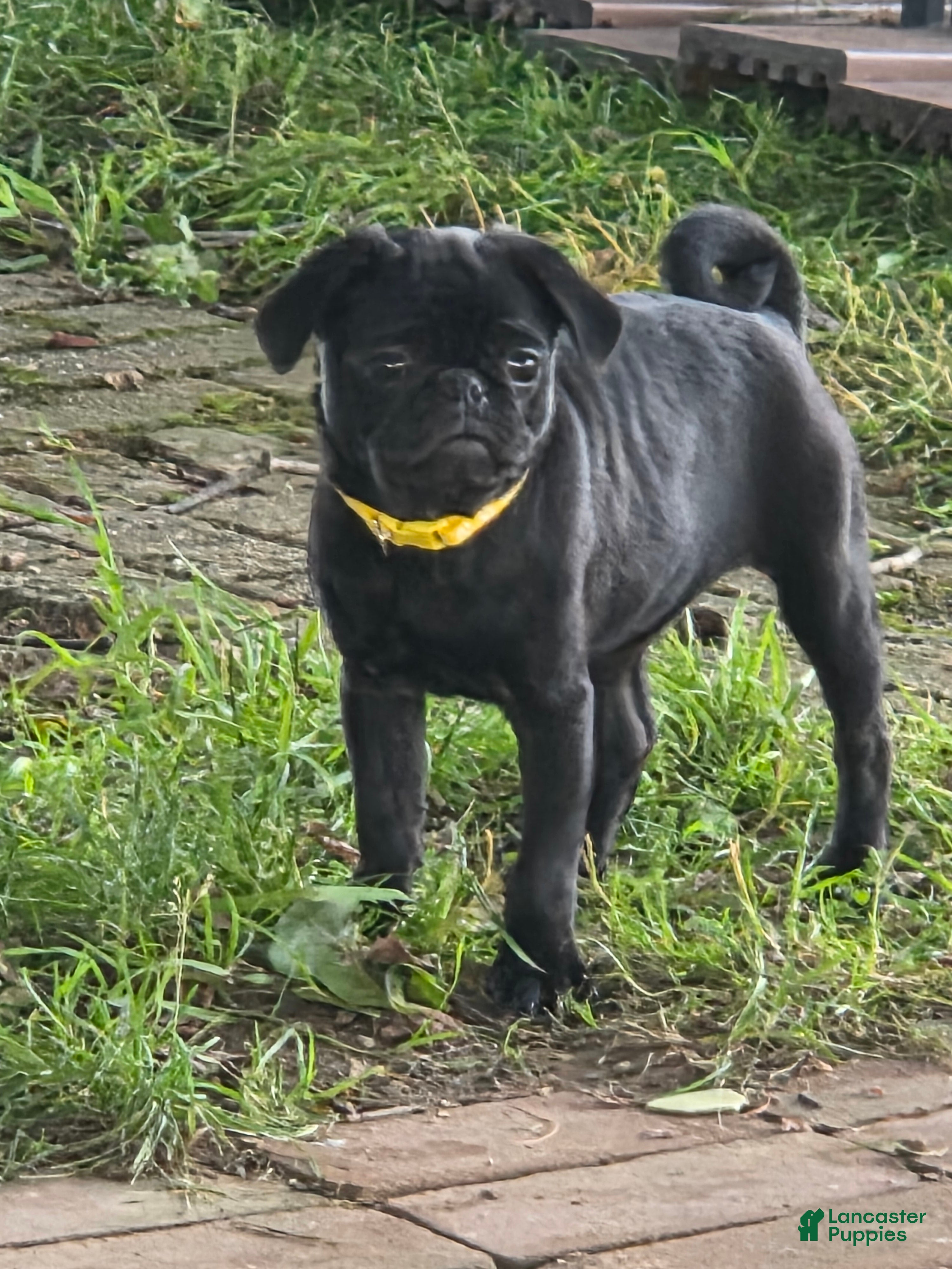 Pug dogs for sale: Chloe  - Ad 4
