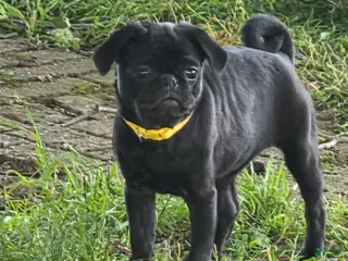 Pug dogs for sale: Chloe - Ad 4