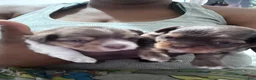 Mixed Breed dogs for sale: Pebbles  - Ad 24