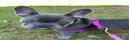 French Bulldog dogs for sale: French Bulldog 2 - Ad 3
