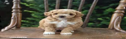 Maltipoo dogs for sale: Taffy - Ad 4