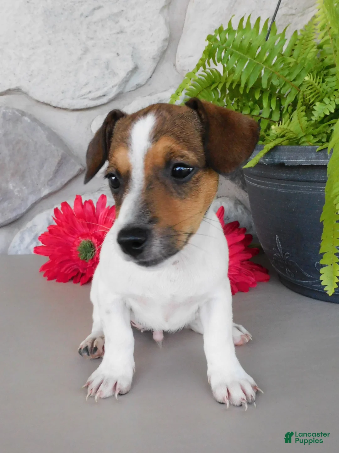 Jack Russell Terrier dogs for sale: Tucker  - Ad 5