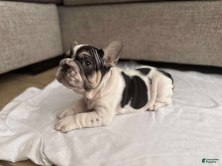 French Bulldog dogs - Ad 28