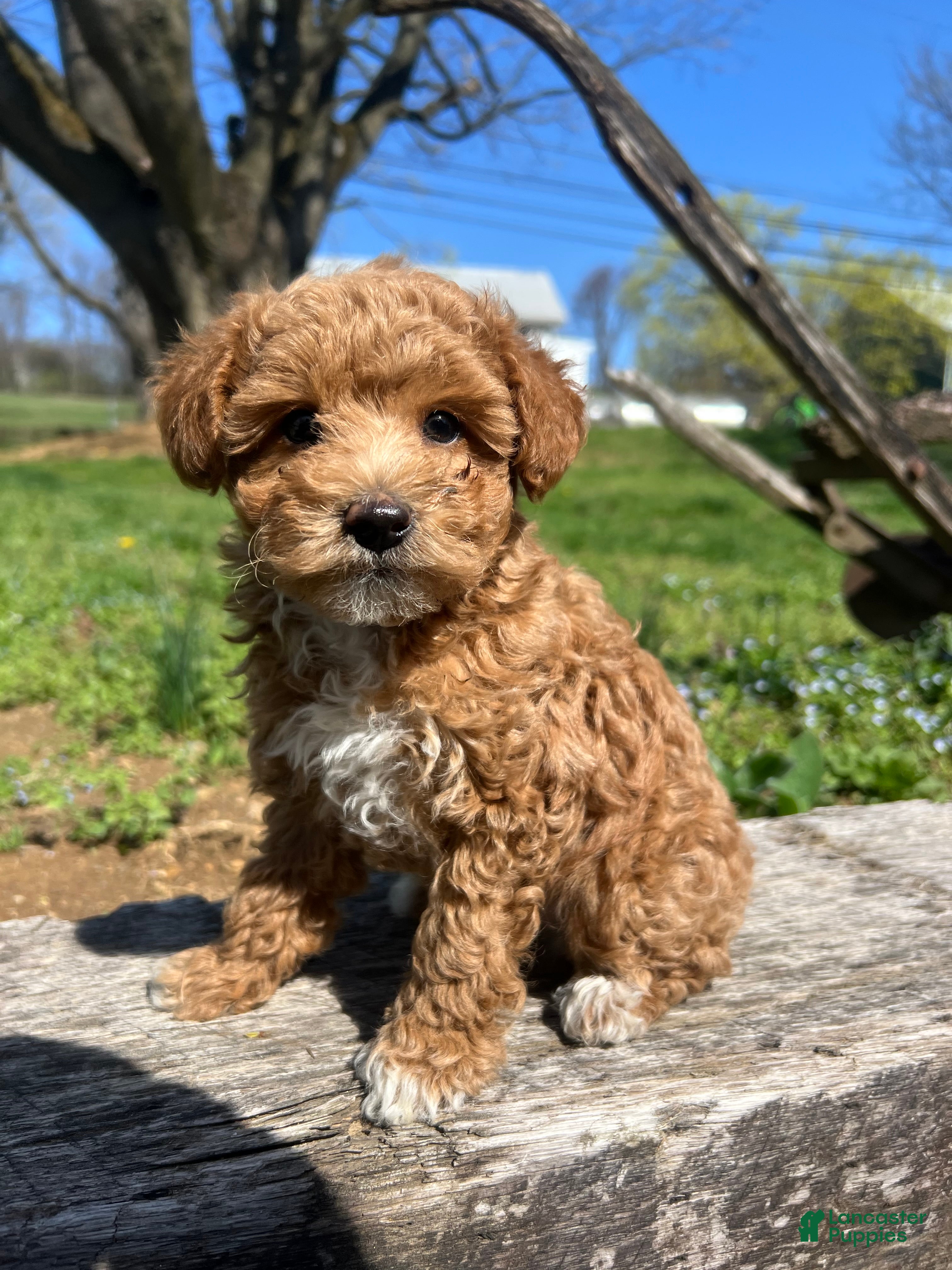 Miniature Poodle dogs Guapo - Ad 1