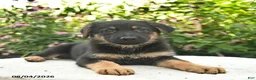 German Shepherd dogs for sale: Lightning - Ad 3
