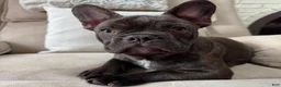 French Bulldog dogs for sale: French Bulldog Puppy 1 - Ad 2