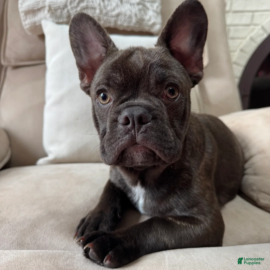 French Bulldog dogs for sale: French Bulldog Puppy 1 - Ad 2