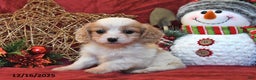 Cavachon dogs for sale: Freddie - Ad 4