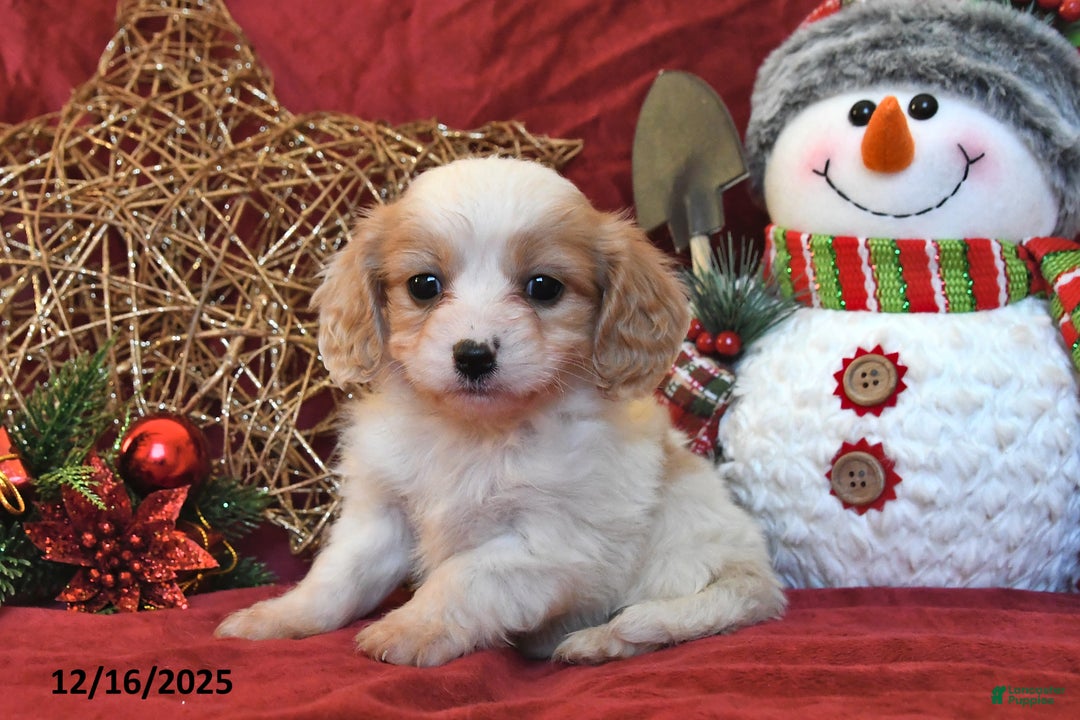 Cavachon dogs for sale: Freddie - Ad 4