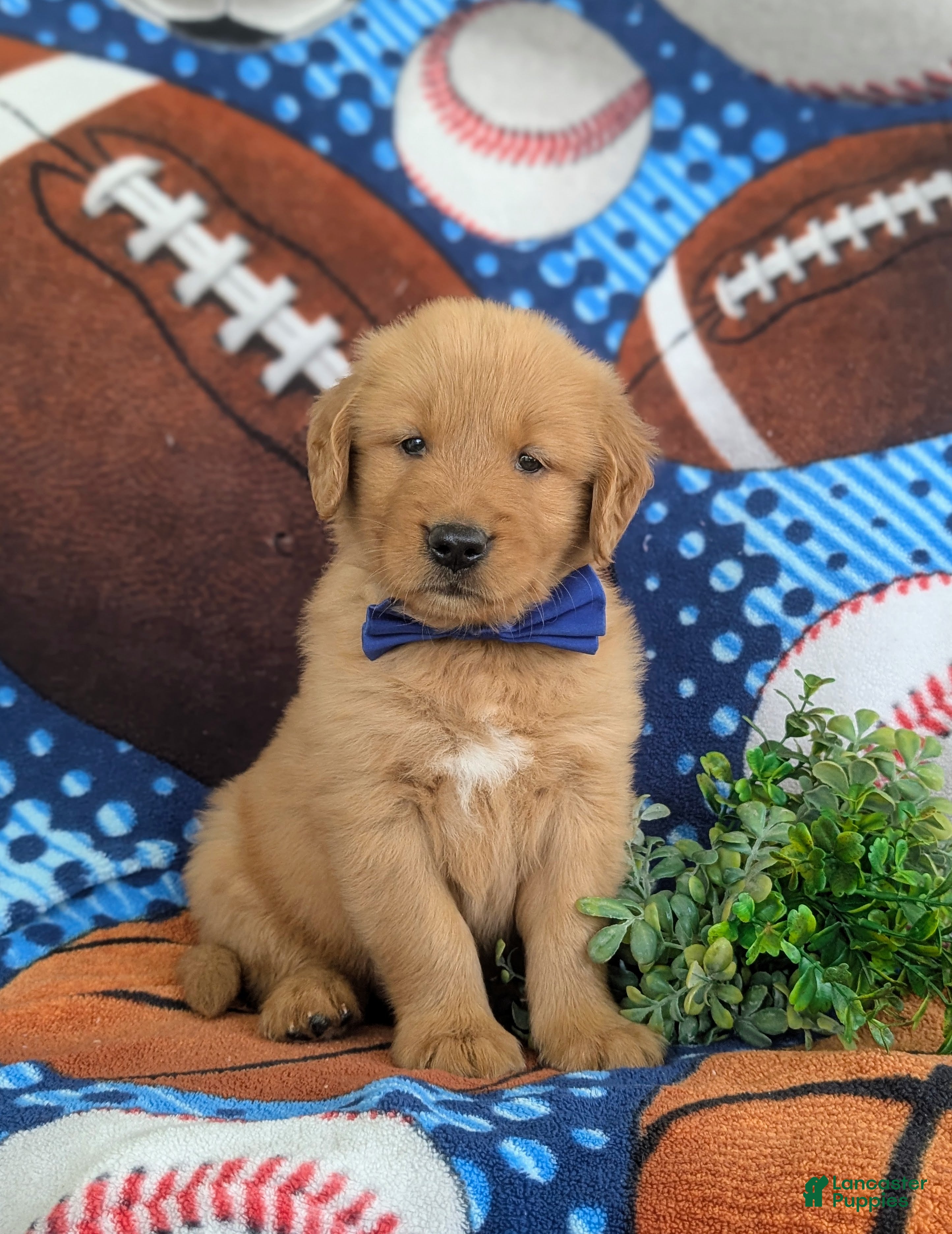 Golden Retriever dogs Leroy - Ad 1