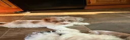 Mixed Breed dogs for sale: Baxter - Ad 8