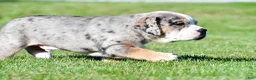 Beabull dogs for sale: Bo - Ad 4