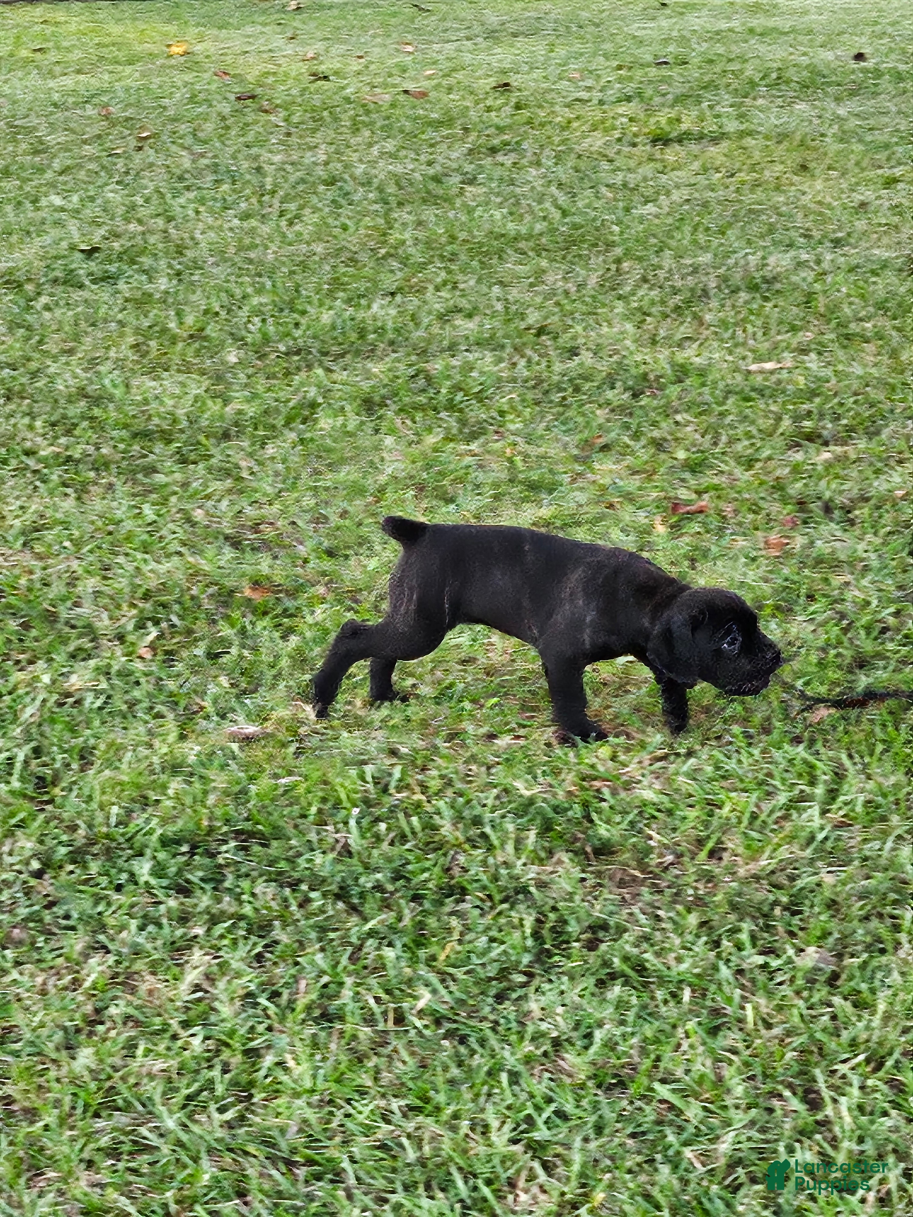 Cane Corso dogs Cane Corso 4 - Ad 28