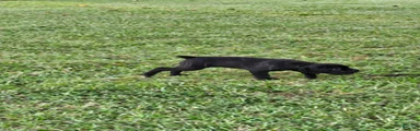 Cane Corso 4