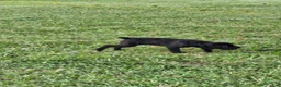 Cane Corso dogs for sale: Cane Corso 4 - Ad 1