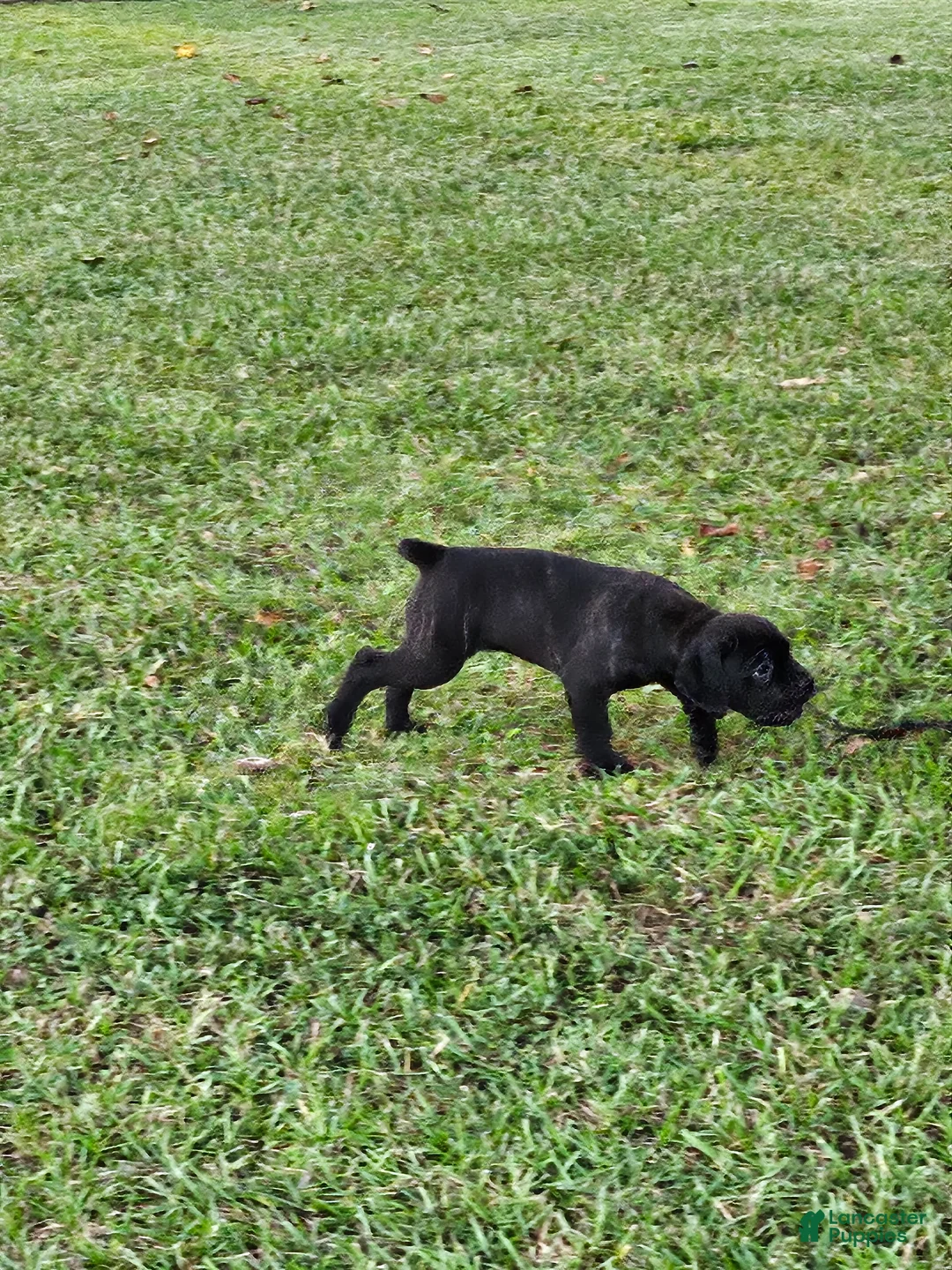 Cane Corso dogs for sale: Cane Corso 4 - Ad 1