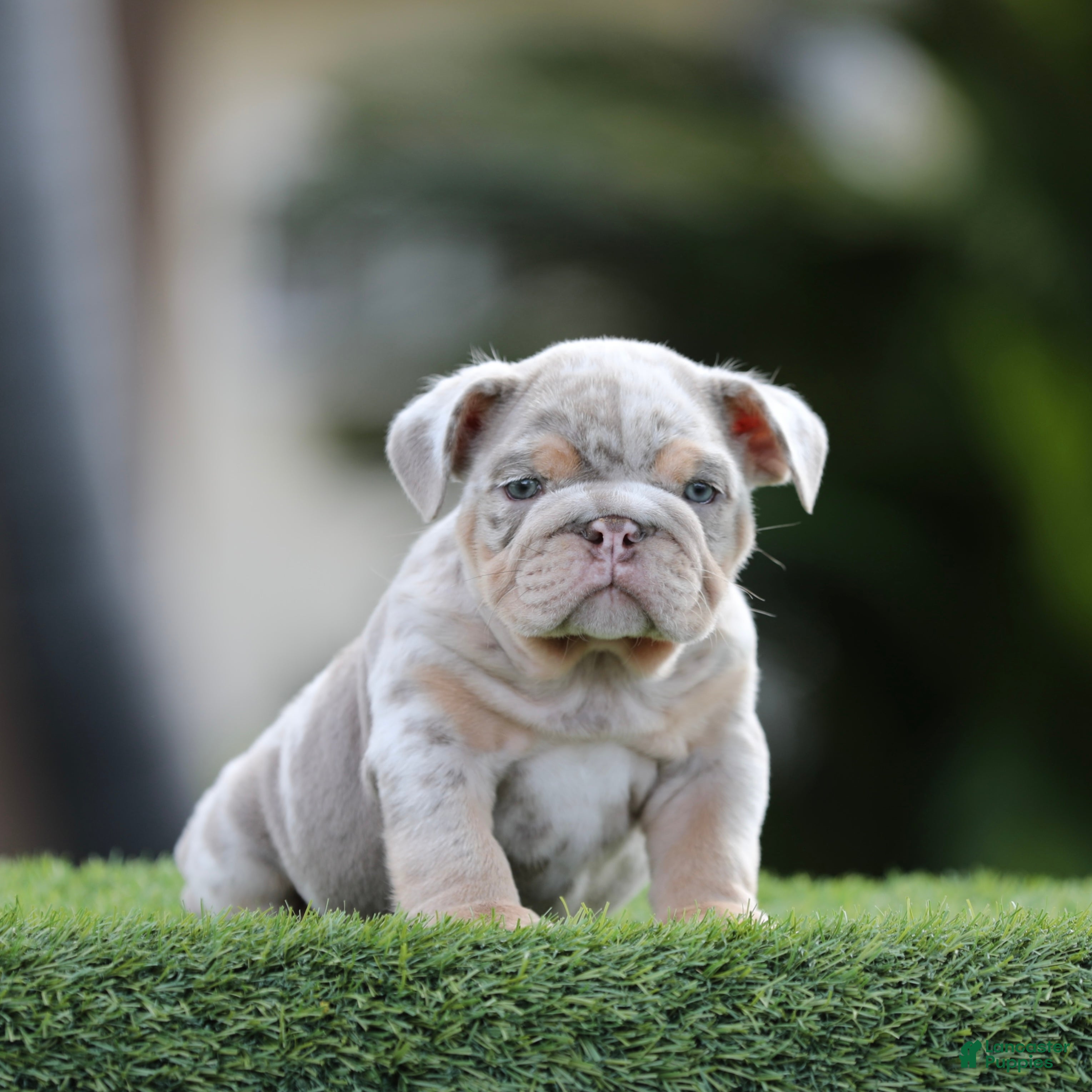 English Bulldog dogs English Bulldog Puppy 2 - Ad 6