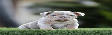 English Bulldog Puppy 2