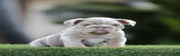 English Bulldog dogs for sale: English Bulldog Puppy 2 - Ad 1