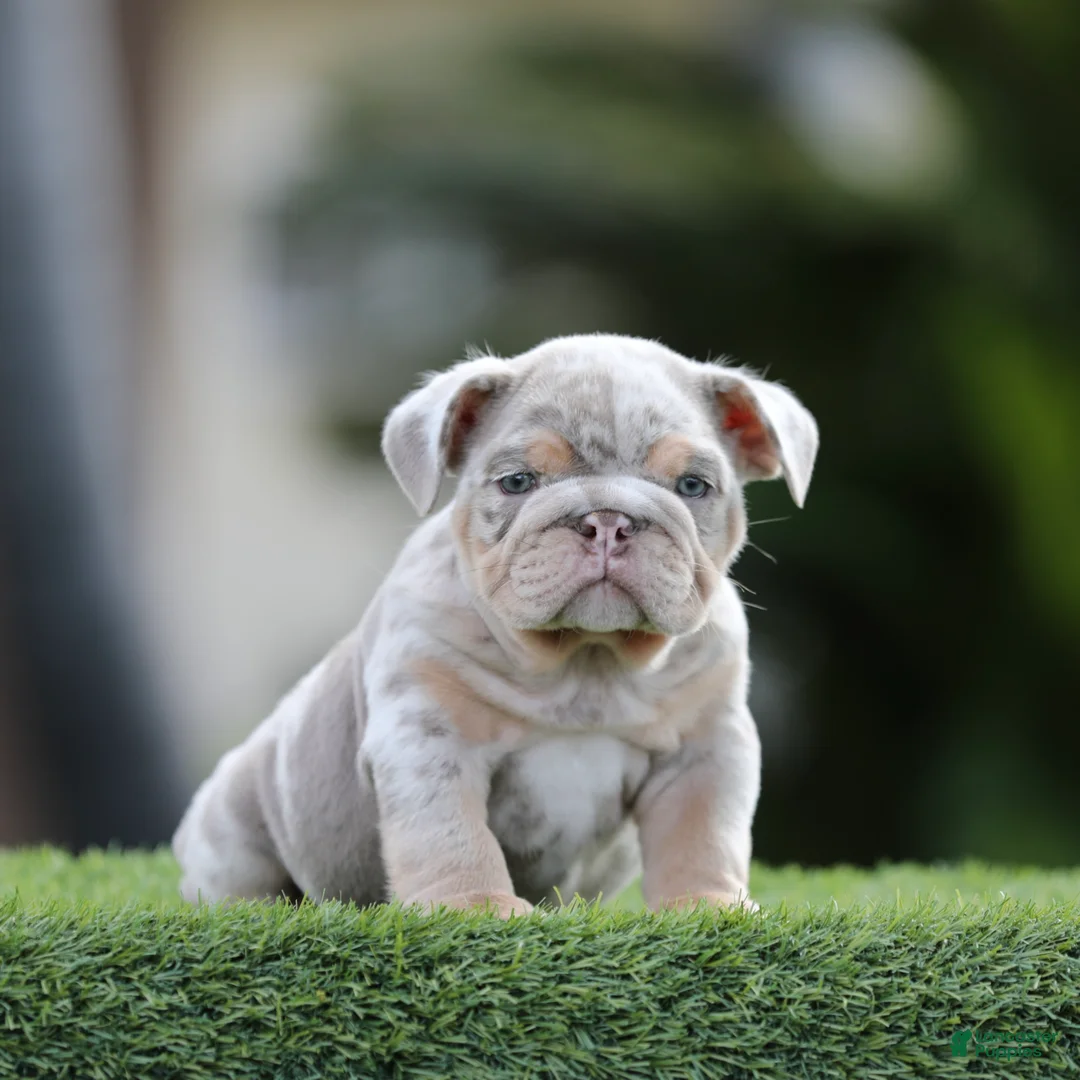 English Bulldog dogs for sale: English Bulldog Puppy 2 - Ad 1