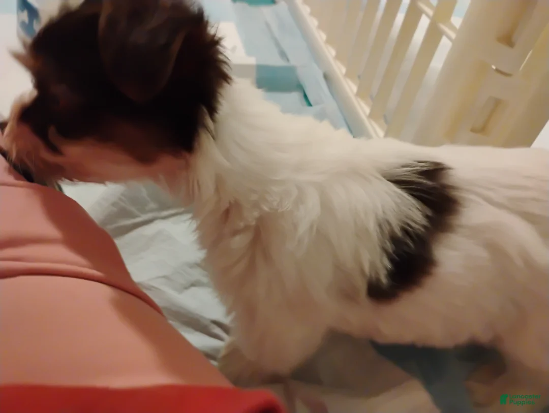 Biewer Terrier dogs for sale: Biewer Terrier Puppy 2 - Ad 4