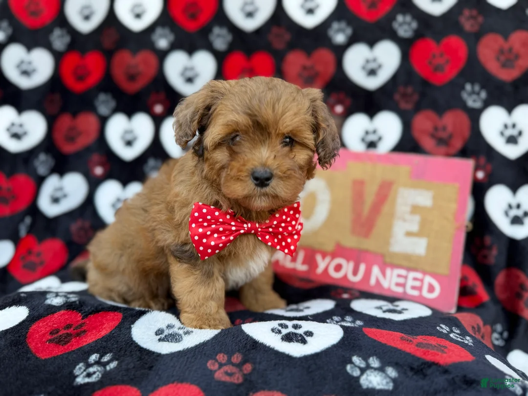 Shihpoo dogs for sale: Hudson - Ad 2