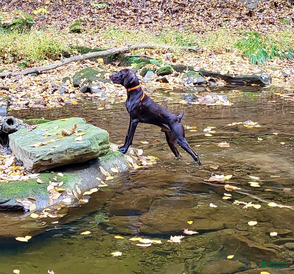 Samson