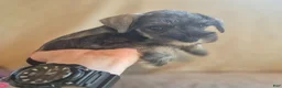 Miniature Schnauzer dogs for sale: Molly - Ad 6