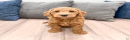 Mini Goldendoodle dogs for sale: Jack - Ad 8