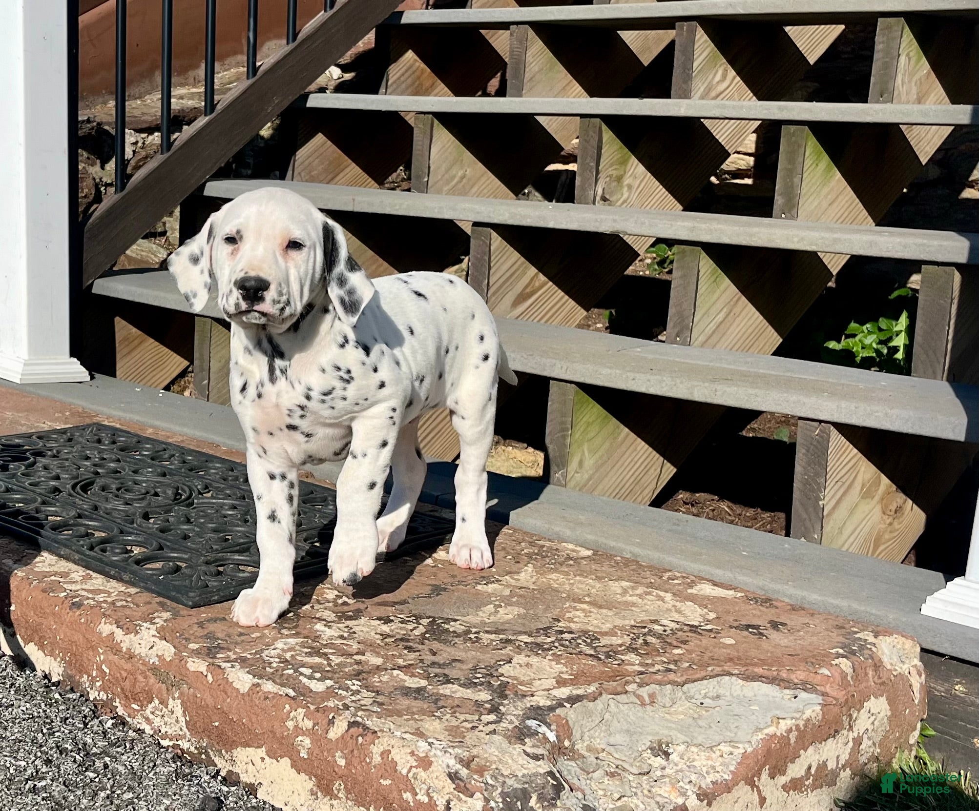 Dalmatian dogs Tyler Blue Eyed❤️AKC Hip Cert Dad❤️Call or Text 717-716-6440 - Ad 18