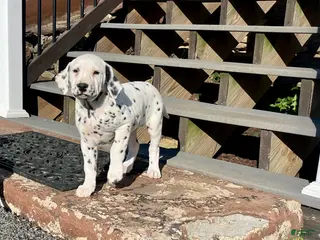 Dalmatian dogs Tyler Blue Eyed❤️AKC Hip Cert Dad❤️Call or Text 717-716-6440 - Ad 18