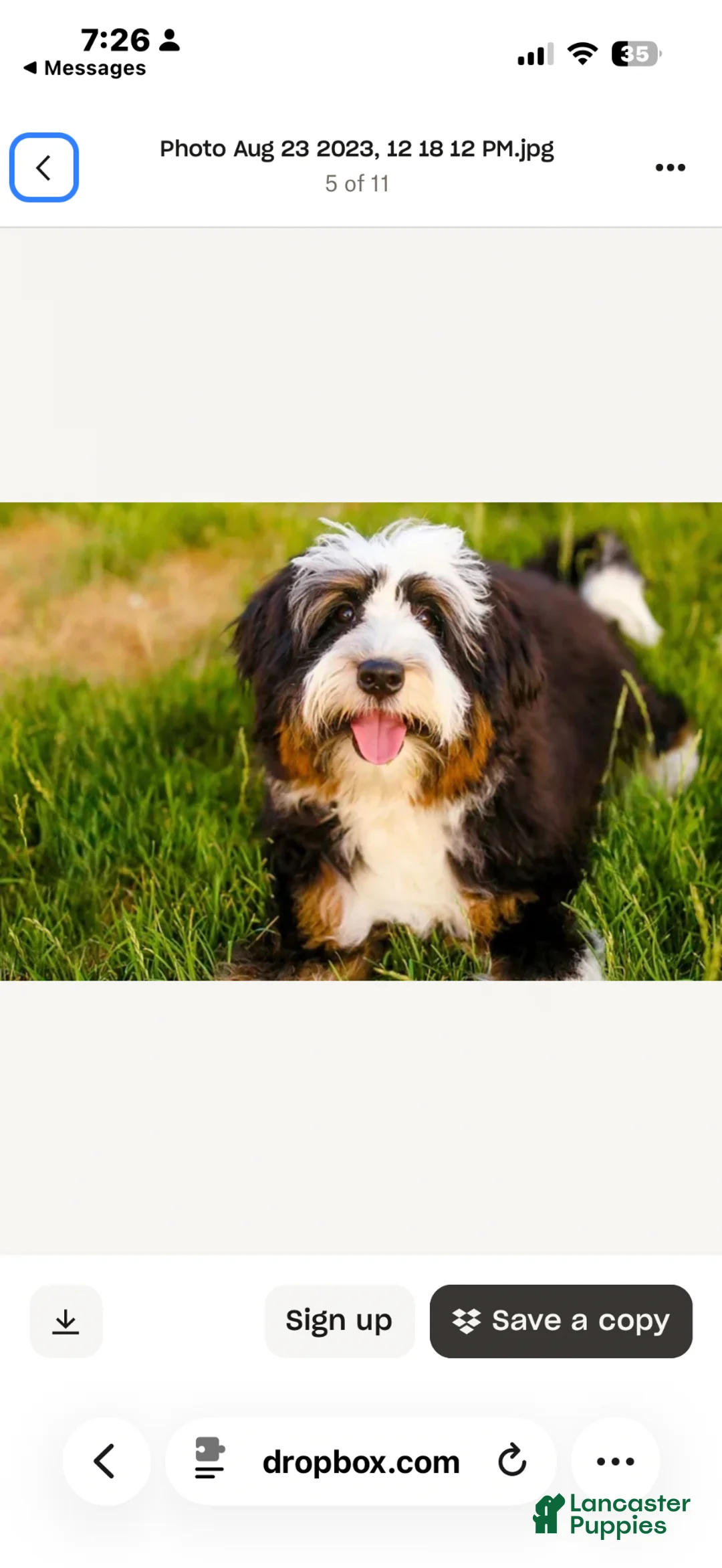 Bernedoodle dogs for sale: Cortina - Ad 21