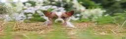 Welsh Corgi Pembroke dogs for sale: Pepper - Ad 3