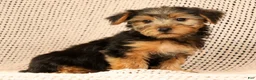 Yorkshire Terrier dogs for sale: AJ - Ad 7