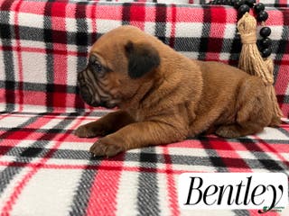 Cane Corso dogs Bentley - Ad 30