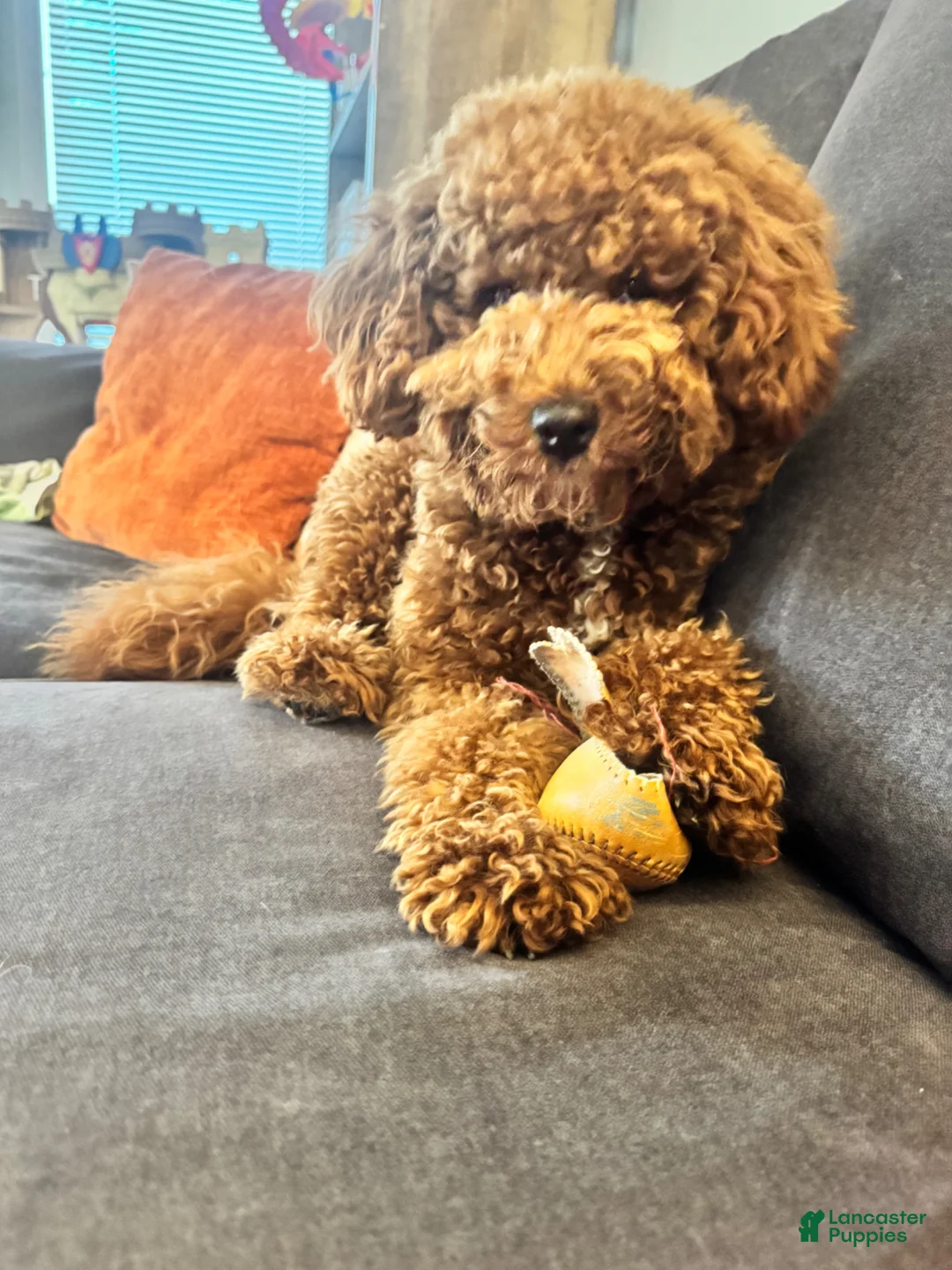 Double Doodle dogs for sale: Double Doodle Puppy 2 - Ad 4