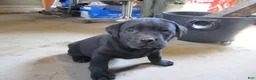 Labrador Retriever dogs for sale: Labrador Retriever Puppy 2 - Ad 2