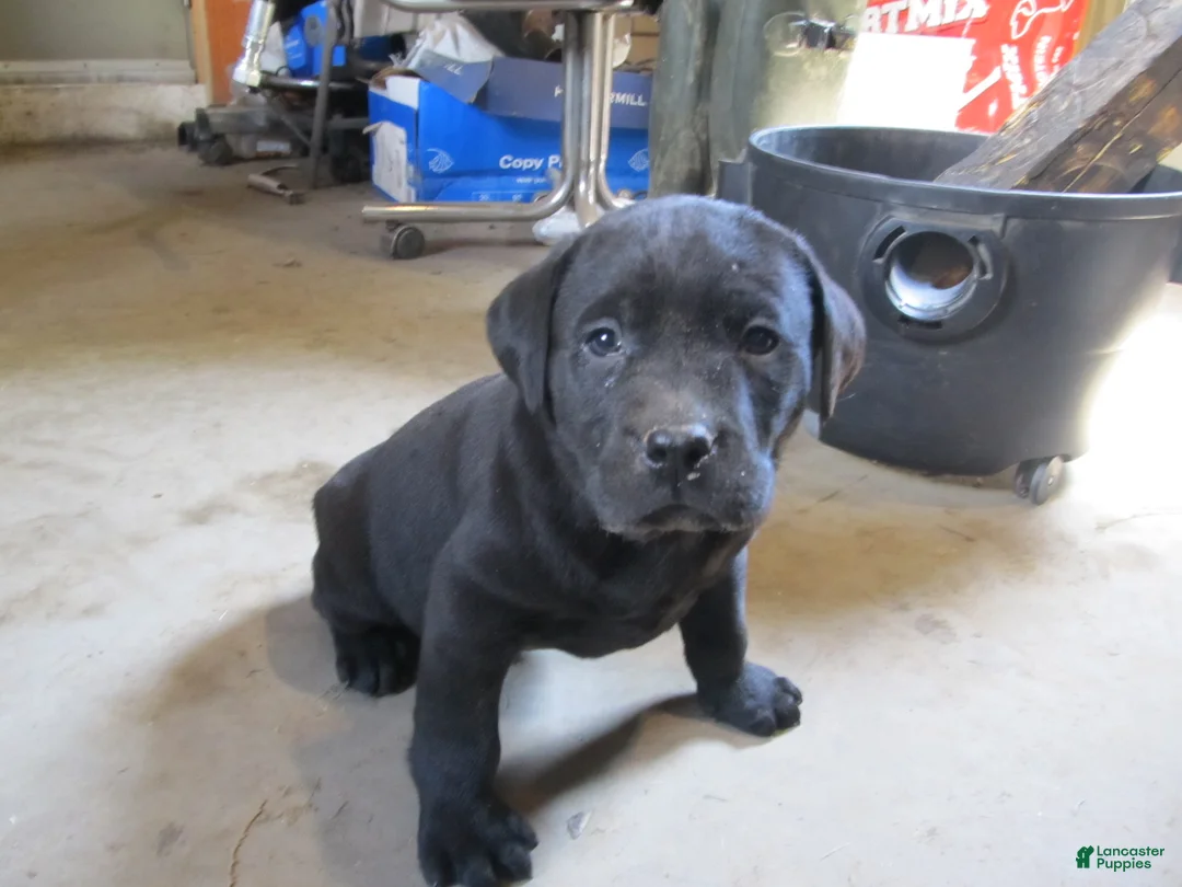Labrador Retriever dogs for sale: Labrador Retriever Puppy 2 - Ad 2