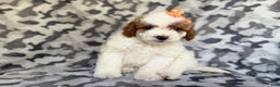 Cavapoo dogs for sale: Waffle - Ad 8