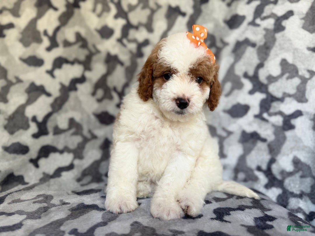 Cavapoo dogs for sale: Waffle - Ad 8